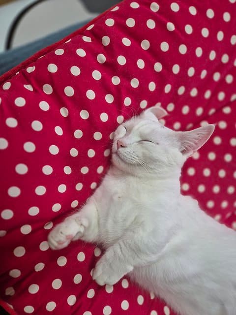 우앵냐모