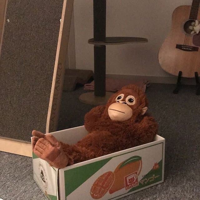 파프리카